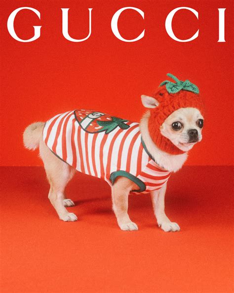 gucci pet